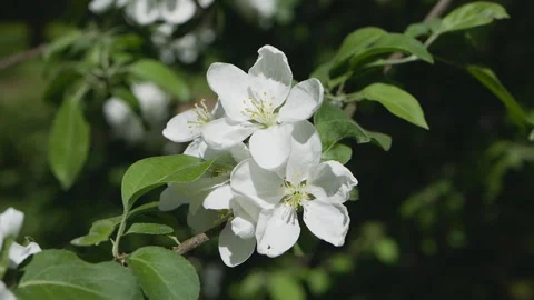 Flowering tree in a sunny garden. Spring garden, blooming apple tree. Stock-Footage 90849572