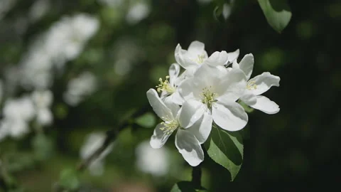Flowering tree in a sunny garden. Spring garden, blooming apple tree. Stock Footage 90849575