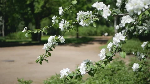 Flowering tree in a sunny garden. Spring garden, blooming apple tree. Stockbeeldmateriaal 90849887