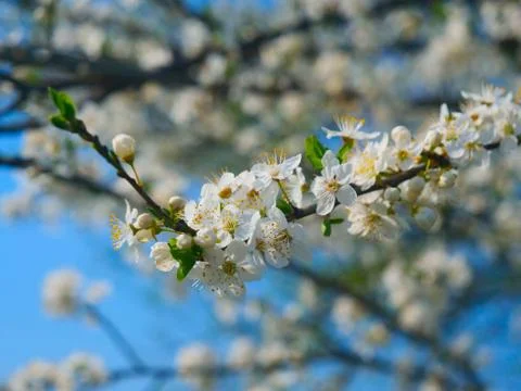 Flowering tree in sunny spring Stock Photos