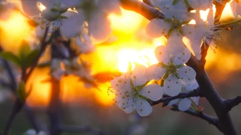 Flowering Tree On Sunset Background. 4K. Stock Footage 113353367
