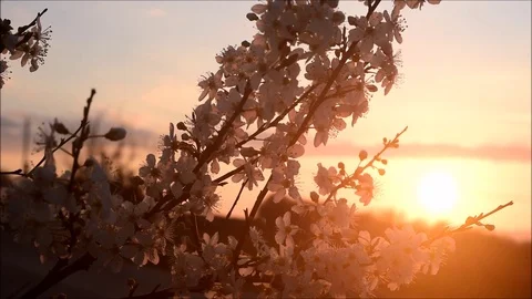 Flowering tree at sunset Stock Footage 125632306