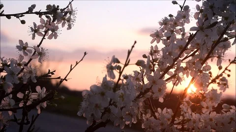 Flowering tree at sunset Stock Footage 125632817