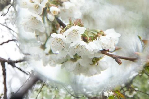 Flowering tree with white blooms in springtime. Close-up. Stock Photos