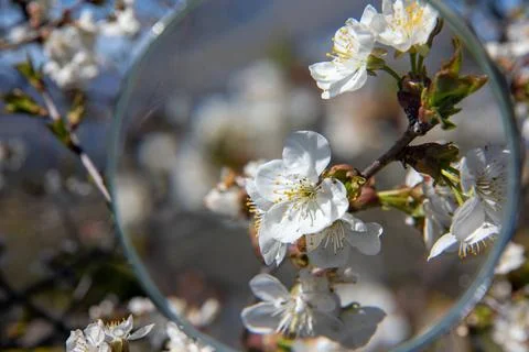Flowering tree with white blooms in springtime. Close-up. Stock Photos