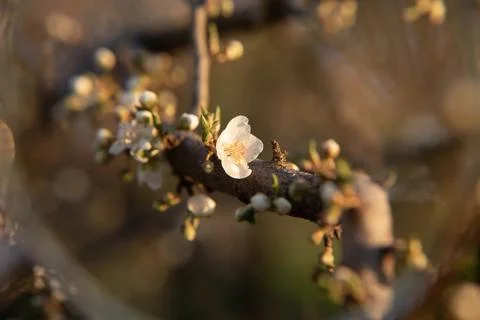 Flowering tree with white blooms in springtime. Close-up. Stock Photos