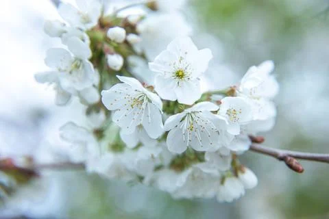 Flowering tree with white blooms in springtime. Floral background. Stock Photos