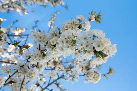 Flowering tree with white blooms in springtime on the background of blue sky. Stock Photos