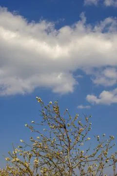 Flowering tree with white clouds on a clear blue sky Foto stock