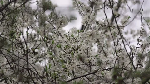 Flowering tree in the wind 스톡 동영상 132437485