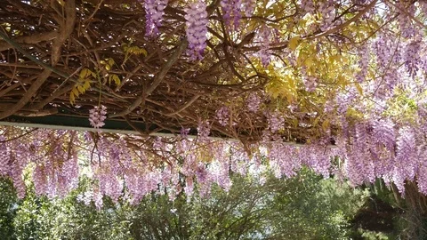 Flowering tree wisteria in Montenegro, the Adriatic and the Balk Stock Footage