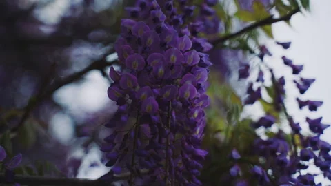Flowering tree with wisteria trellises. Video stock 238897614