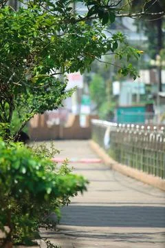 Flowering tree without flowers in the background of hot sun Foto stock