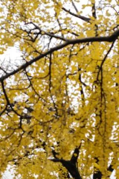 Flowering tree - yellow - blurred image Foto stock