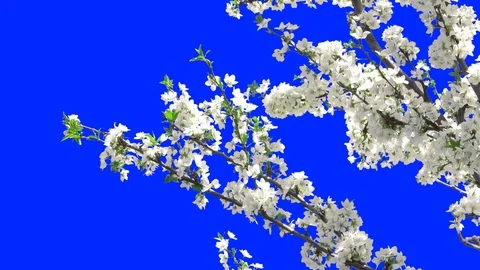 Flowering Trees 01 Stock-Footage 106101825
