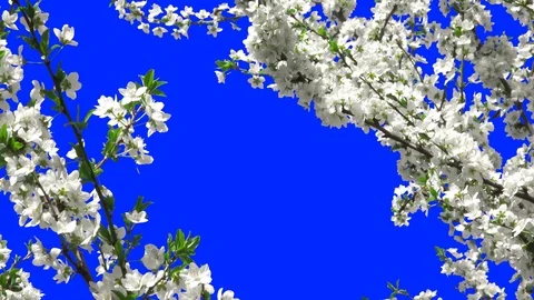Flowering Trees 02 Stock-Footage 106101823