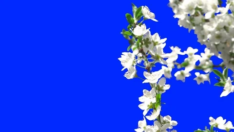 Flowering Trees 03 動画素材 106101866