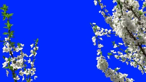 Flowering Trees 04 Stock Footage 106101874