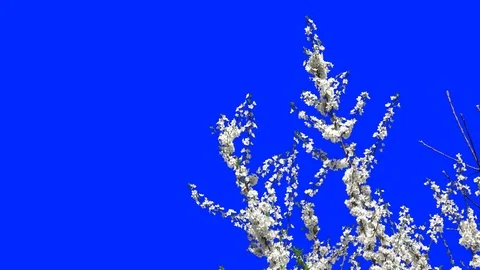 Flowering Trees 05 Stock Footage 106101877