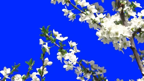 Flowering Trees 06 動画素材 106101896