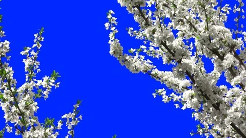 Flowering Trees 07 Stock Footage 106101905