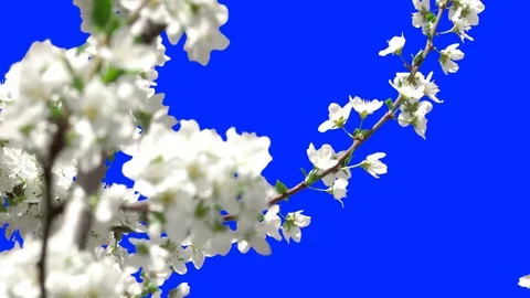 Flowering Trees 09 Stock Footage 106101949
