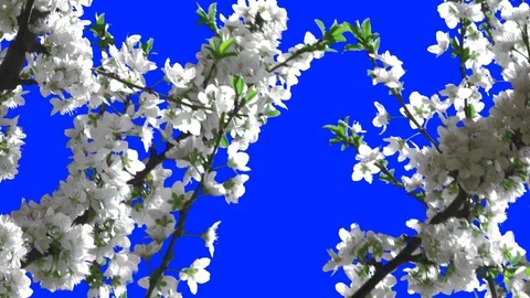 Flowering Trees 10 Video stock 106101954
