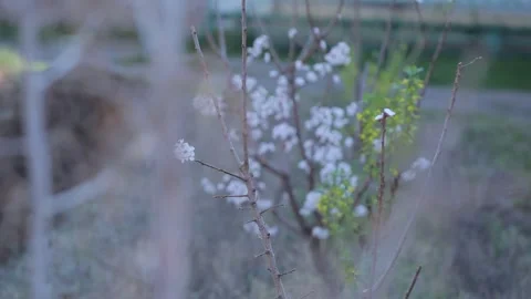 Flowering trees 19 Video stock 321660285