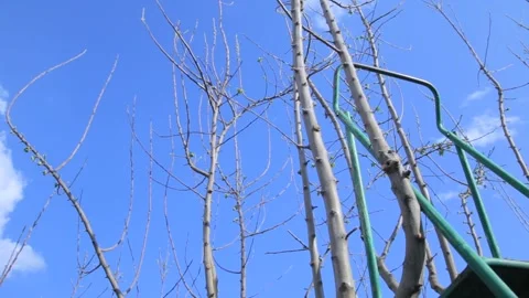 Flowering trees 2 Video stock 321660234