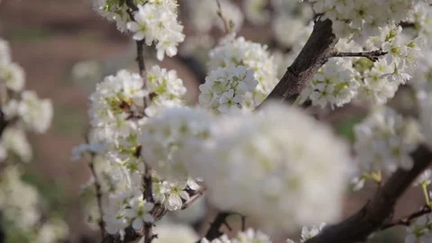 Flowering trees 21 Video stock 321660289