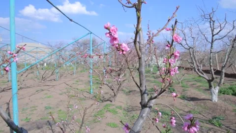 Flowering trees 4 Video stock 321660233