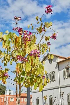 Flowering trees against the blue sky with clouds, spring Stock Photos