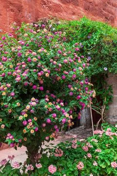 Flowering trees and geraniums Stock Photos