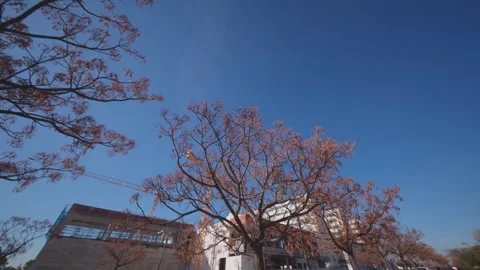Flowering Trees and Modern Skyline in Valencia City Stock Footage 329961876