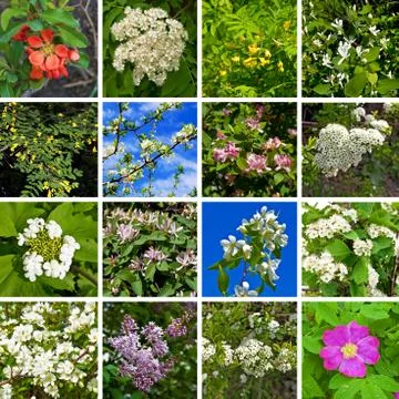 Flowering trees and shrubs Stock Illustration
