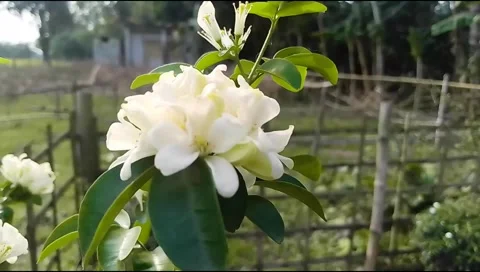 Flowering trees are swaying under the pressure of the wind. Stock Footage 308640989