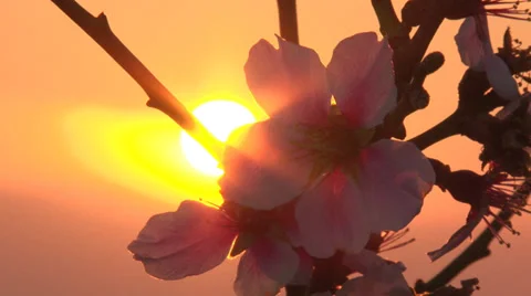 Flowering trees on the coast Stock Footage 31762735