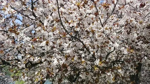  Flowering Trees In The Garden. Spring Flowering Fruit Trees  動画素材 152897261