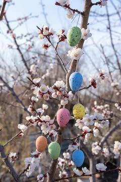 Flowering trees with hanging Easter colored eggs. The garden is decorated f.. Stock Photos