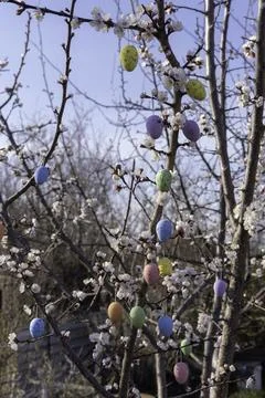 Flowering trees with hanging Easter colored eggs. The garden is decorated f.. Stock Photos