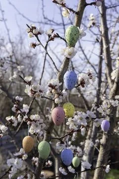 Flowering trees with hanging Easter colored eggs. The garden is decorated f.. Stock Photos