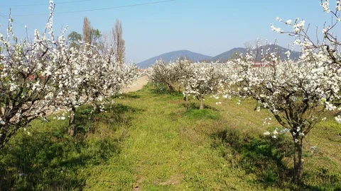 Flowering trees on an orchard Stock Footage 128405256