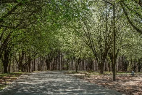 Flowering trees in the park Stock Photos