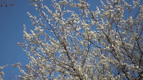 Flowering trees in the Park in spring Stock Footage 106128362