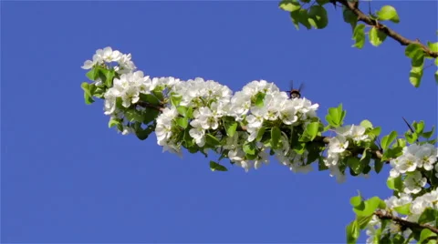 Flowering trees pears Stock Footage 49571657