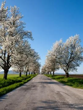 Flowering trees Stock Photos