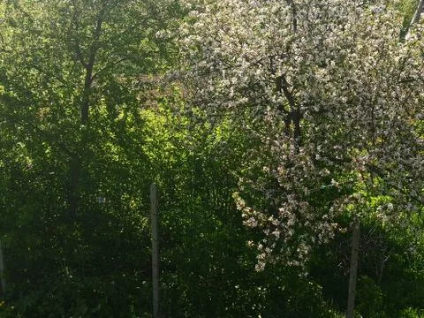 Flowering trees Stock Photos