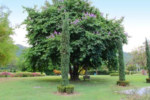 Flowering trees Stock Photos