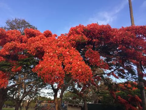 Flowering trees Stock Photos