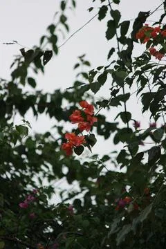 Flowering trees Stock Photos